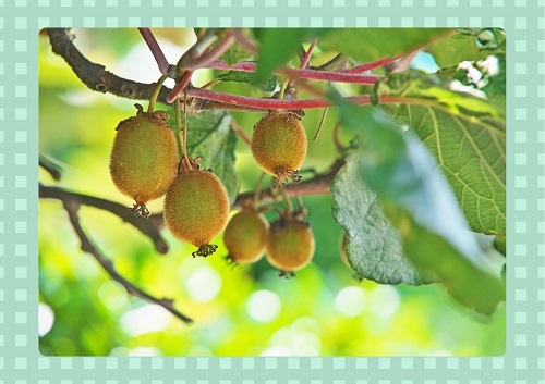 Un fruit d'automne et d'hiver.